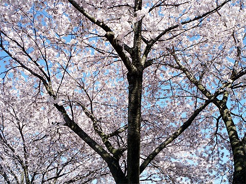 sakura.jpg